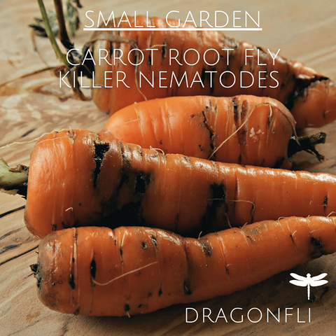 Nematodes: The Ideal Natural Pest Control For Small Gardens - Dragonfli