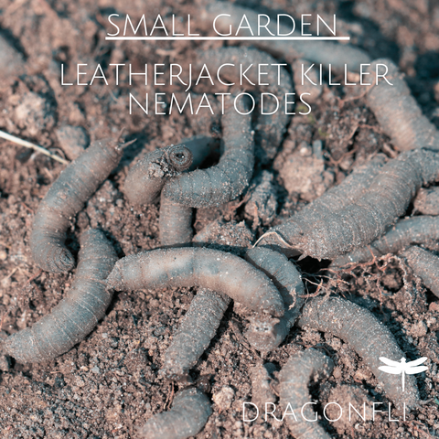 Nematodes: The Ideal Natural Pest Control For Small Gardens - Dragonfli