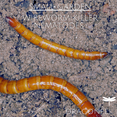 Nematodes: The Ideal Natural Pest Control For Small Gardens - Dragonfli
