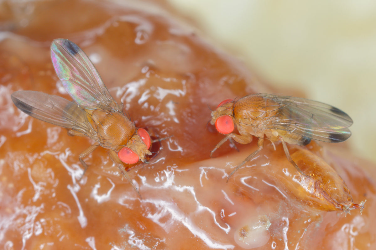 Six Nobel prizes – what's the fascination with the fruit fly?, Medical  research