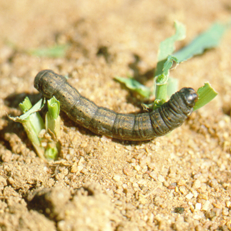 download cutworm pesticide