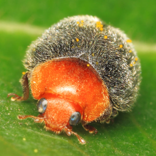 Image result for mealybug predators