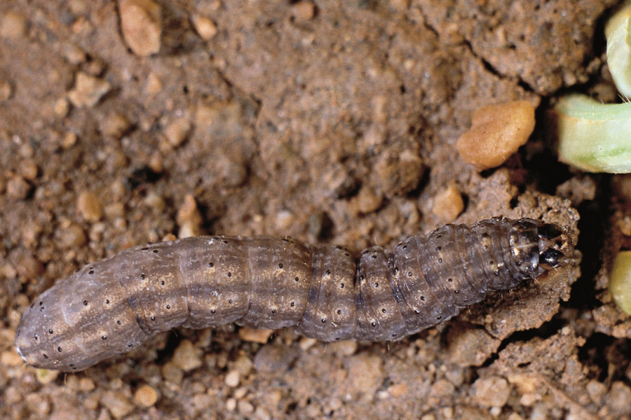 download cutworm control