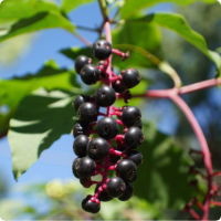 Elderberry Gummies - Gevity Vitamins