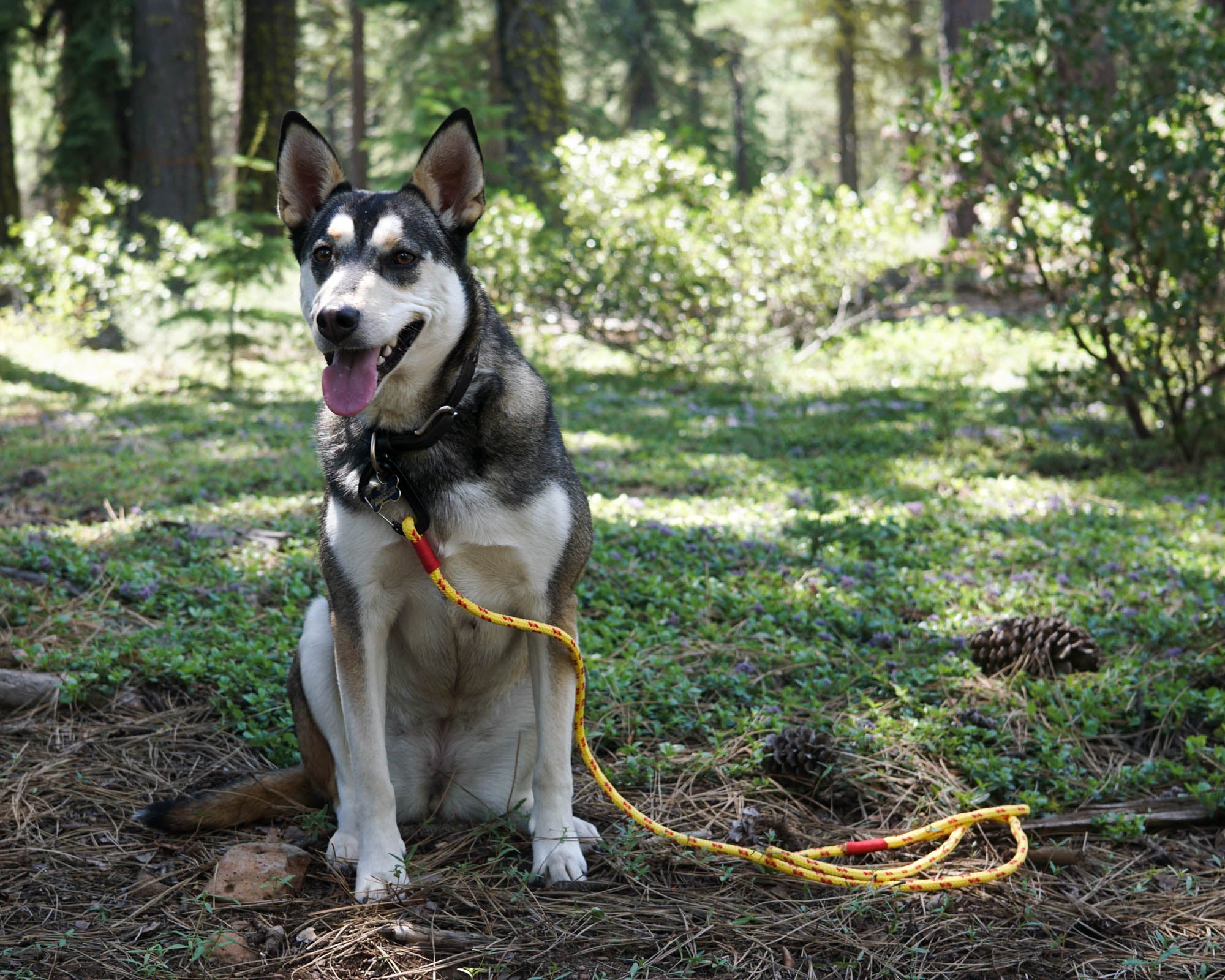 dog leash that floats