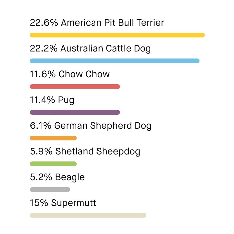 diego's breed breakdown: 22.6% American Pit Bull Terrier, 22.2% Australian Cattle Dog, 11.6% Chow Chow, 11.4% Pug, 6.1% German Shepherd Dog, 5.9% Shetland Sheepdog, 5.2% Beagle, 15% Supermutt