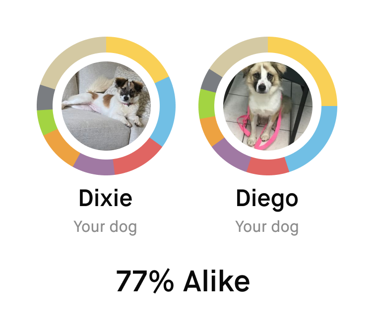 Dogs-like-mine page screenshot of Dixie and Diego. They are 77% Alike.