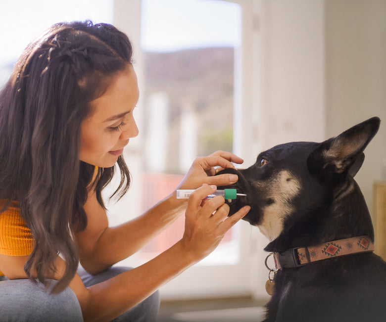 Woman using her embark spab to swab her dog