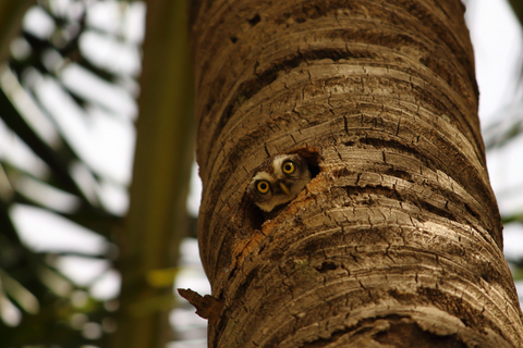 Owl peeking out of a tree