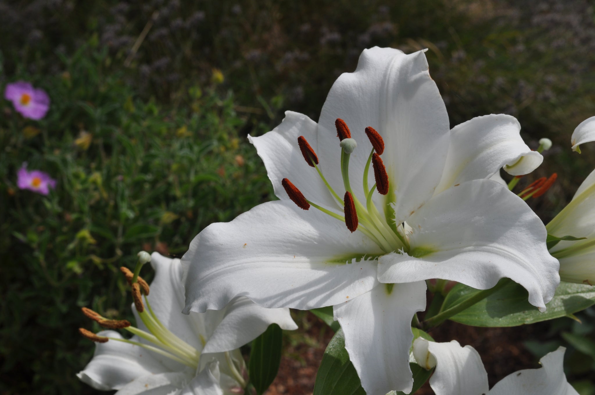 Casa Blanca Oriental Lily – The Lily Pad Bulb Farm