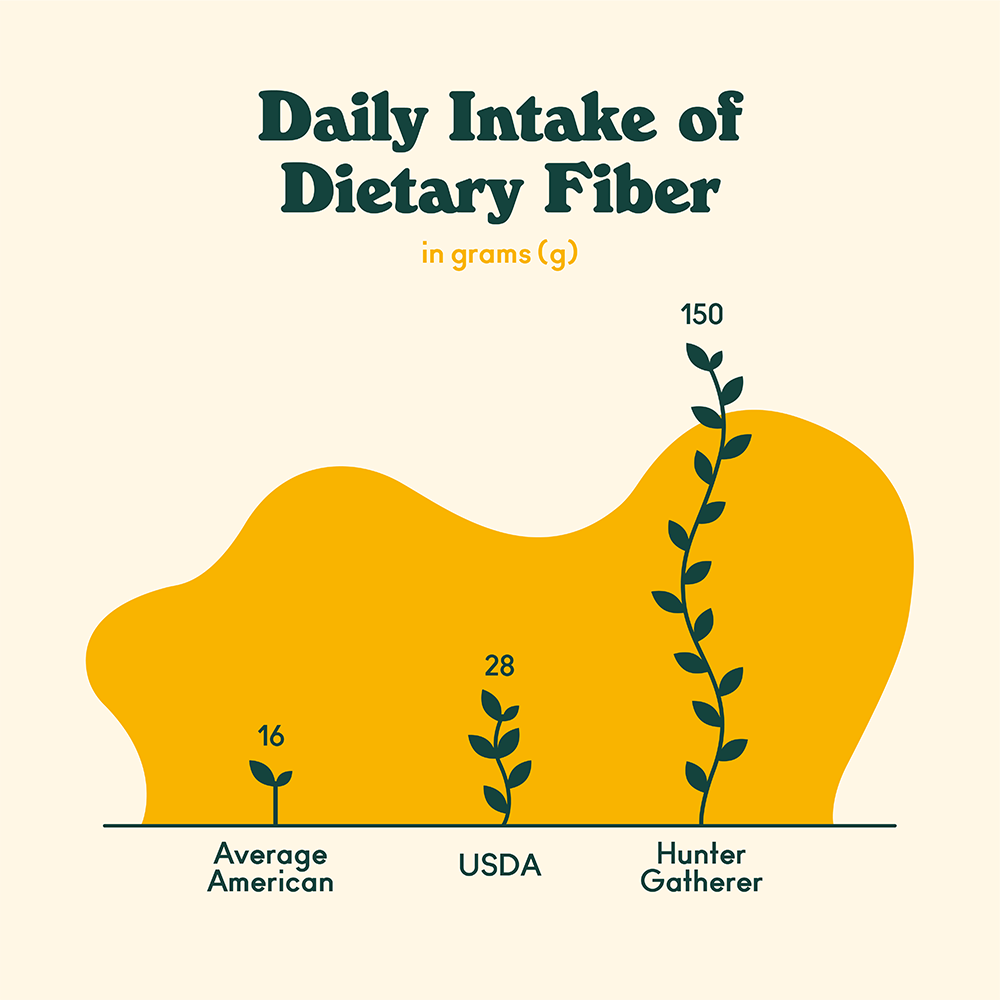 Daily intake of dietary fiber: Average American 16g, USDA 28g, Hunter Gather  150g