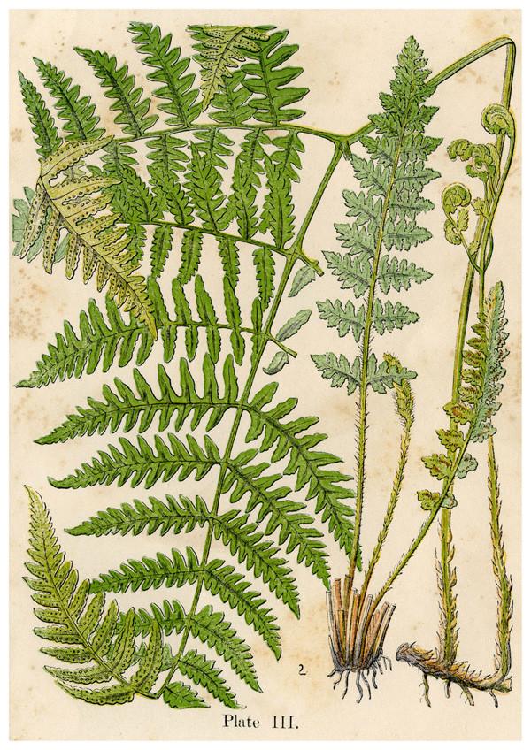 FERN PLANT PRINT Vintage Botany Art Illustration Pimlico Prints