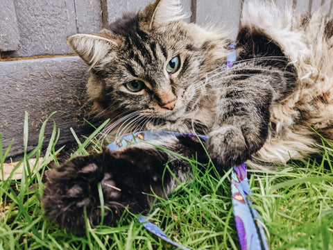 Image of a gey medium hair tabby laying in the grass playing with an Anipal Butterfly Lead