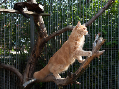 Image of a ginger cat enjoying natural elements within a cat enclosure