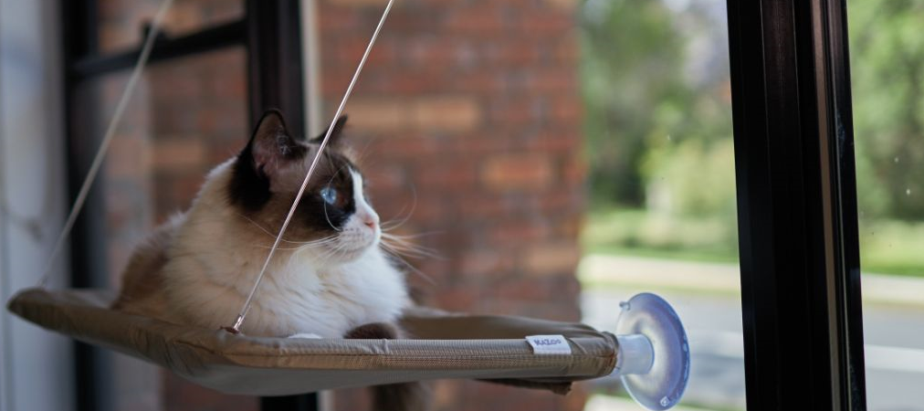 Image of a ragdoll cat laying on the Kazoo lookout, looking out the window from inside.
