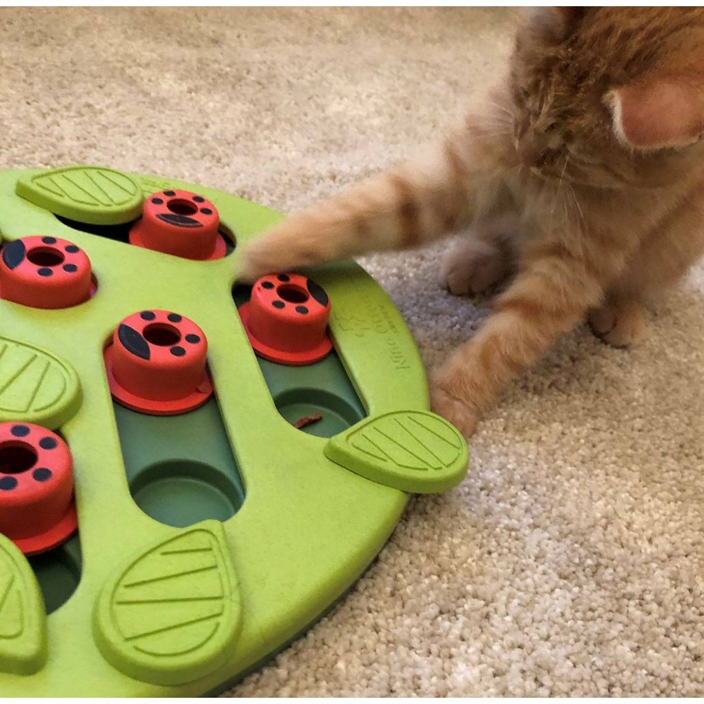 Nina Ottosson Cat Enrichment Puzzle & Play Buggin Out - Green | RSPCA VIC