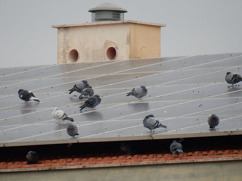 birds nesting under solar panels
