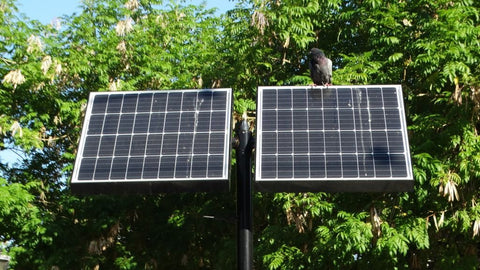 pigeons nesting under solar panels