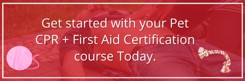 Pet CPR + First Aid Certificate
