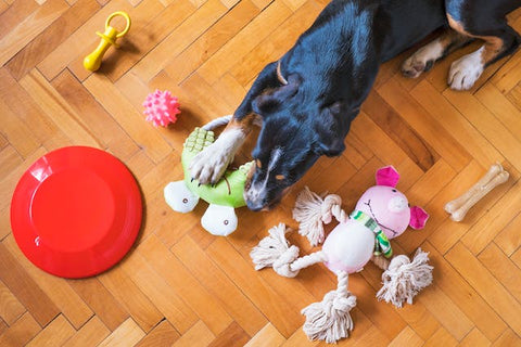 A black dog playing with his toys on a wooden floor.
