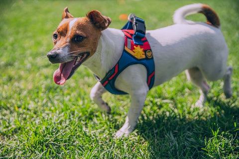 Adventure gear for dogs - a picture of a Jack Russel with a harness