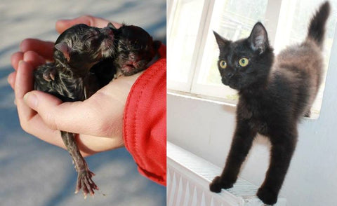 Rescued Black Kittens
