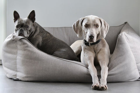 Two grey dogs sitting on their grey bed