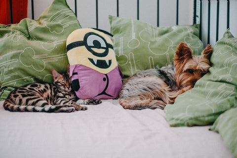 Cat and dog sleeping together in a bed