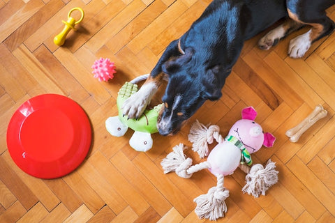 Right Toys for Your Pet’s Needs - a photo of a dog with his chew toys