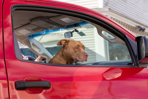 A dog in the passenger seat of a red car.