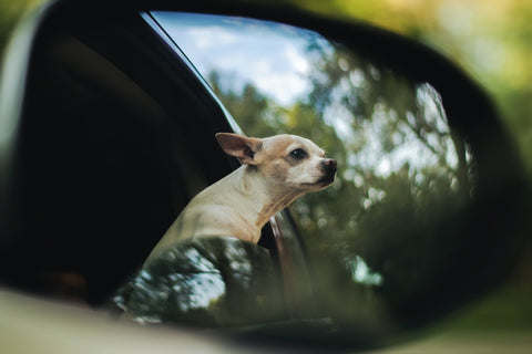 A Chihuahua enjoying a ride in a car.
