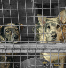 Adoption, Rescue, Le Pet Luxe Blog