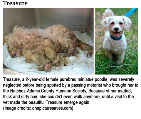 miniature poodle severely neglected
