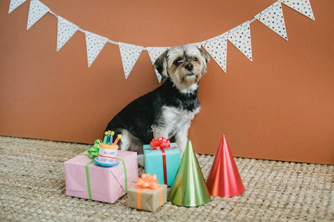 dog surrounded by birthday presents