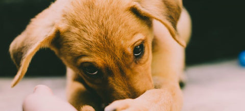 a close-up of a puppy