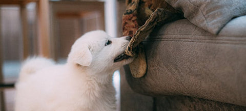 puppy-proofing your home will prevent your pup from chewing things