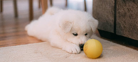 a puppy staring at a yellow ball