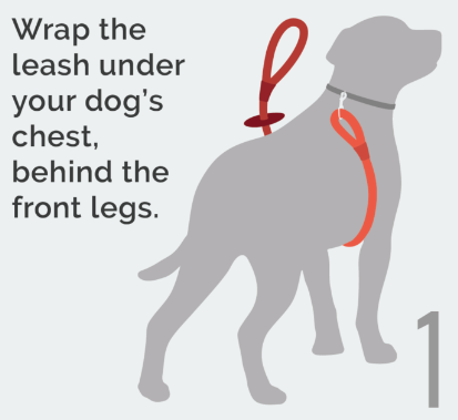 Wrap the leash under your dog's chest, behind the front legs