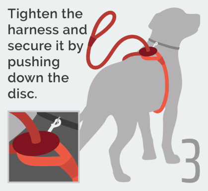 Tighten the harness and secure it by pushing down the disc