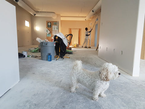 A dog in a living room that's being renovated.
