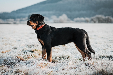 Rottweilers In Cold Weather
