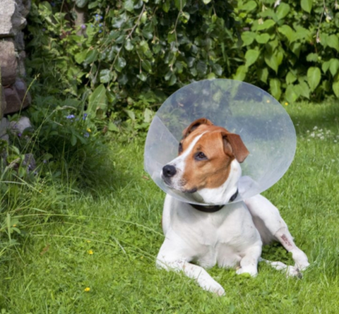 Spaying and Neutering your Pet