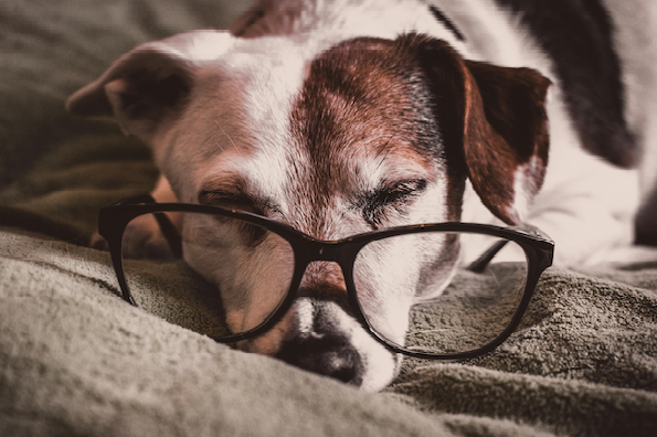 Elderly dog sleeping, with glasses
