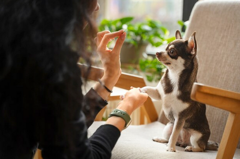 Creating a Paw-Friendly Hospitality