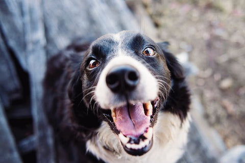 A close-up of a black and white border collie