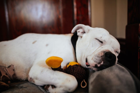pit bull sleeping with plush dog toy