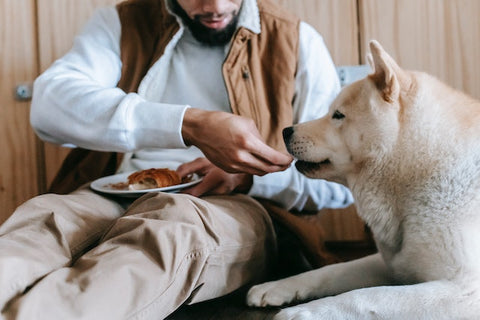A man feeding his dog.