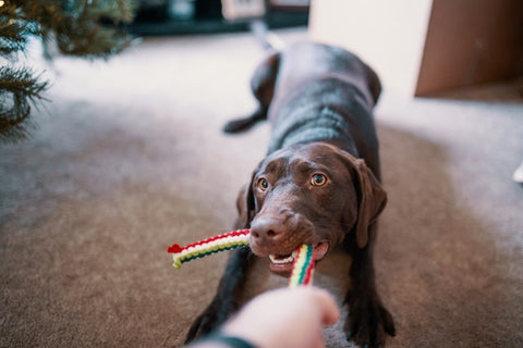 Big brown lab tugging on a colorful toy