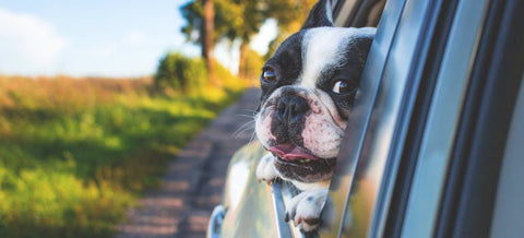 puppy looking the car window