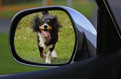 a dog seen in a side mirror running after a car